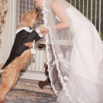 cane al tuo matrimonio 1
