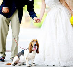 cane invitato al matrimonio Glam Events 1