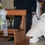 cane tra banchi di chesa glam Events 1