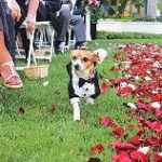 cane tra invitati Glam Events 1